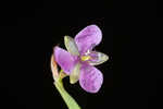 Nakedstem dewflower